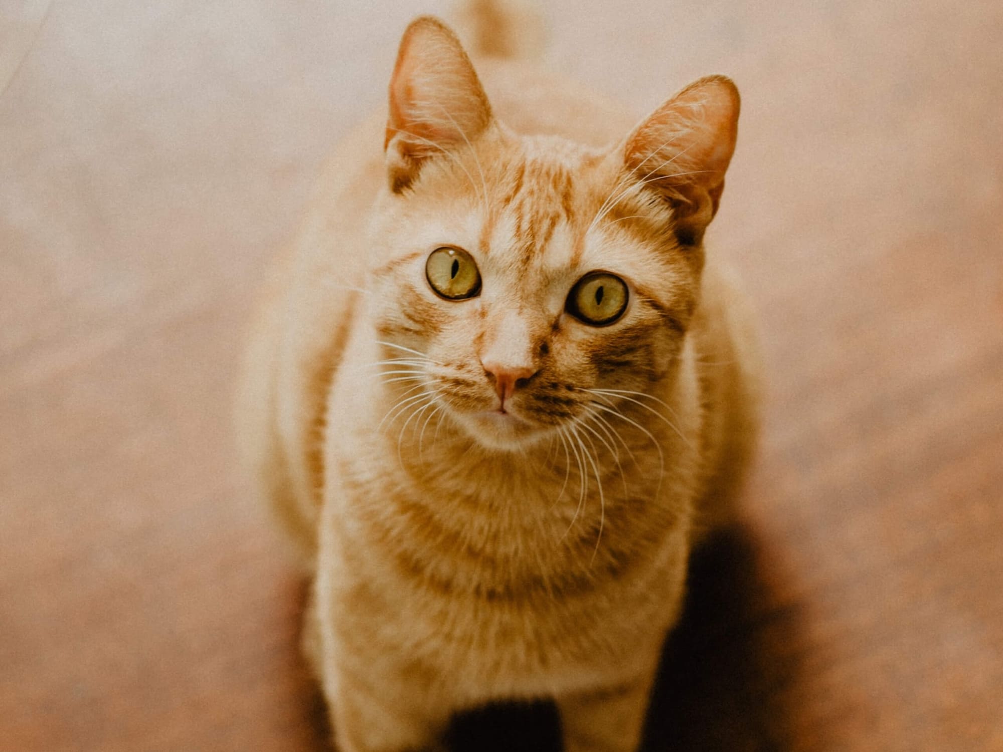 Food safety Is yogurt safe for pets?